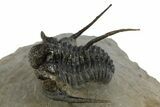 Beautiful Spiny Cyphaspis Trilobite - Morocco #312260-2